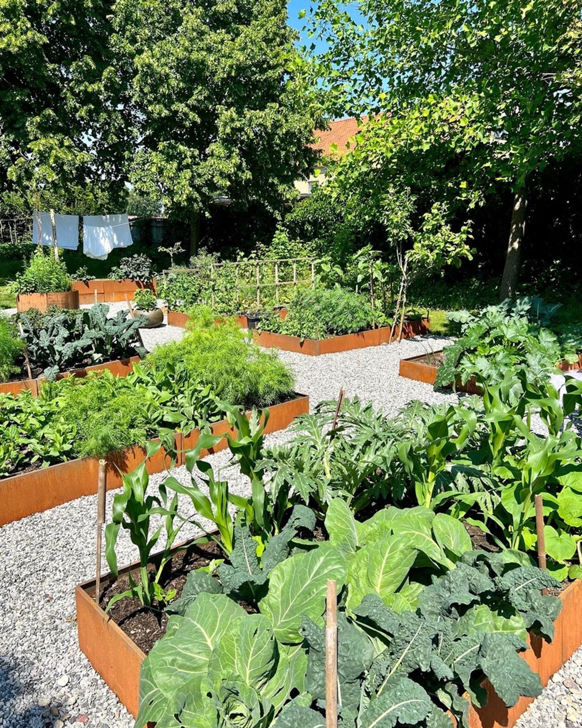 Our garden full of veggies